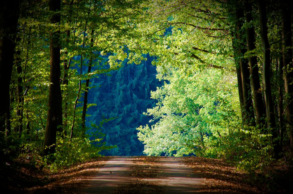 Herbst im Bauland