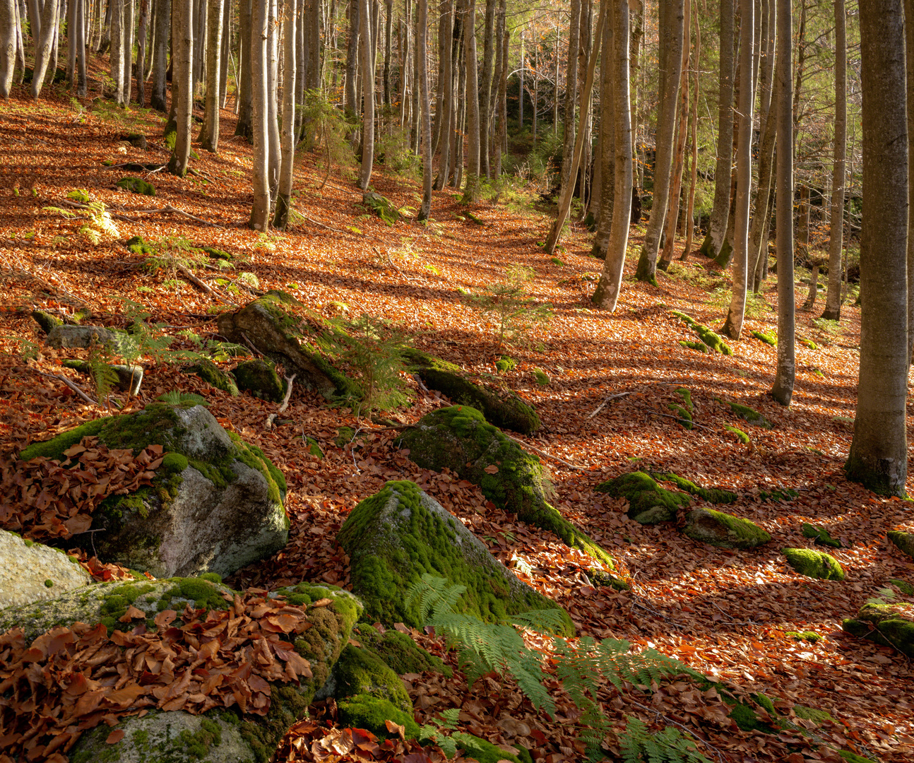 Herbst im Bayerischen Wald