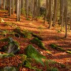 Herbst im Bayerischen Wald