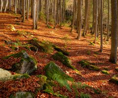 Herbst im Bayerischen Wald