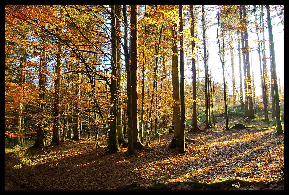 Herbst im Bayerischen Wald