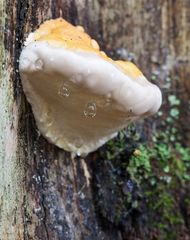 Herbst im Bayerischen Wald