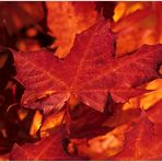 Herbst im Bayerischen Wald Nr.15