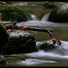 Herbst im Bayerischen Wald XII