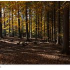 Herbst im Bayrischen Wald