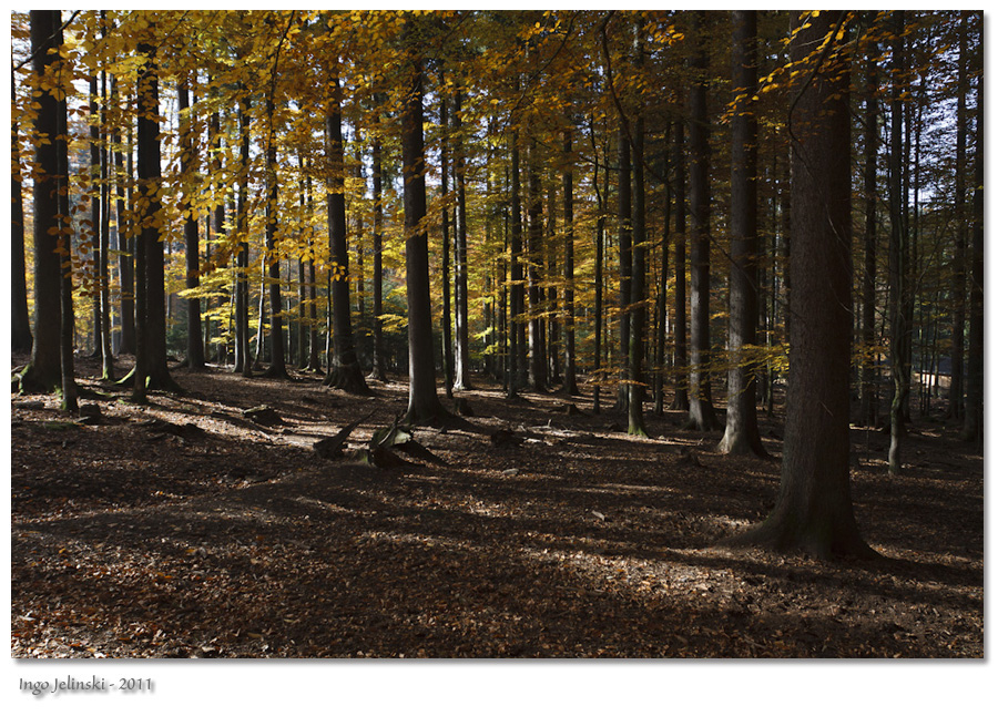 Herbst im Bayrischen Wald