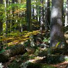 herbst im bay.wald