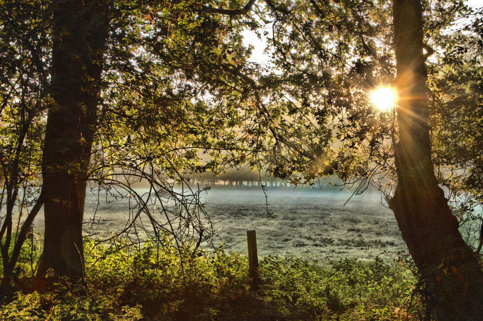 Herbst im Bentheimer _ Wald