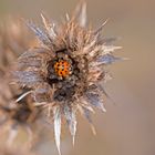  Herbst im Berggarten 2