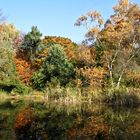 Herbst im Berggarten (Hannover-Herrenhausen) 1