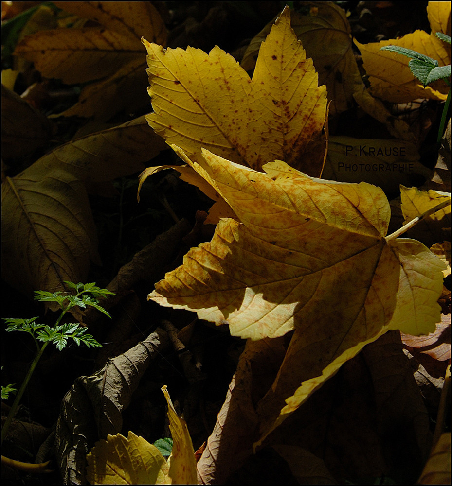 Herbst im Bergpark