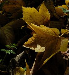 Herbst im Bergpark