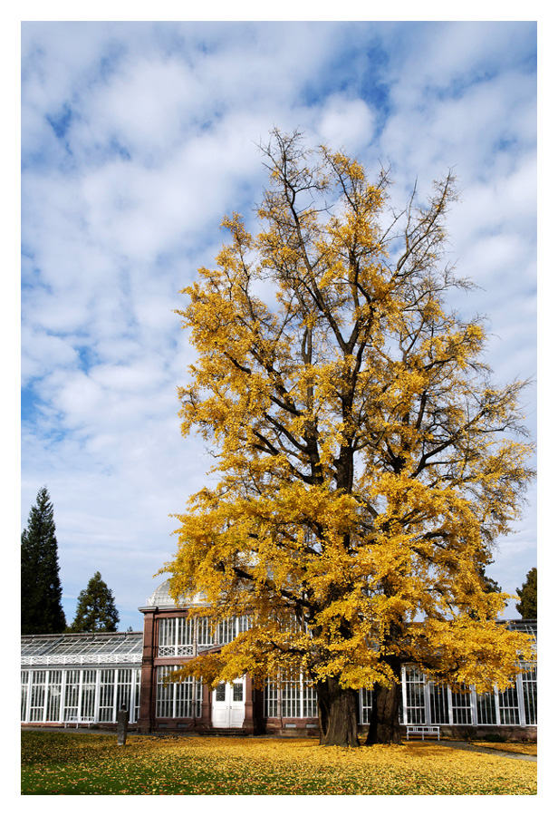 Herbst im BergPark: Riese vorm Gewächshaus