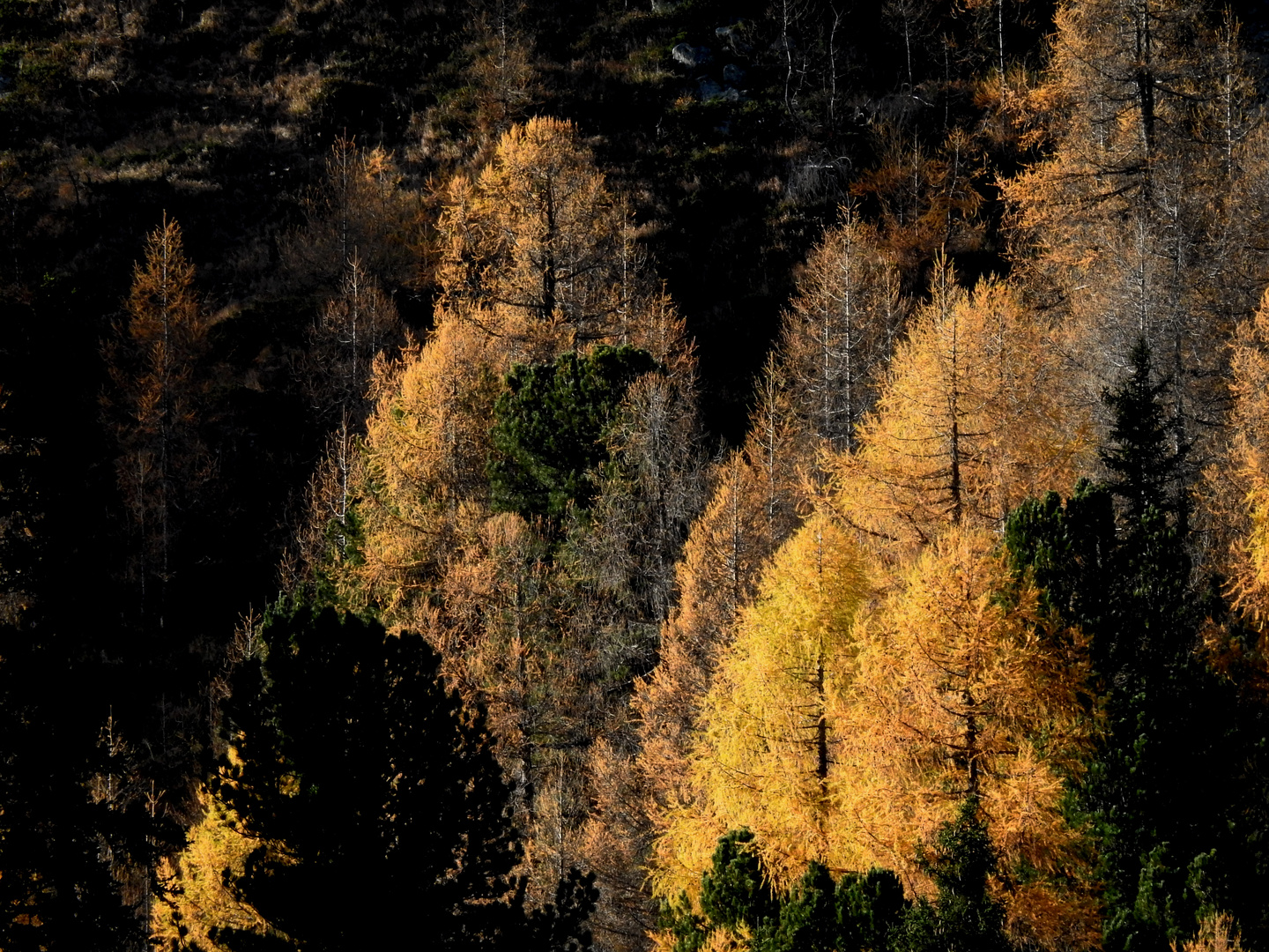 herbst im bergwald (2)