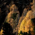 herbst im bergwald (2)