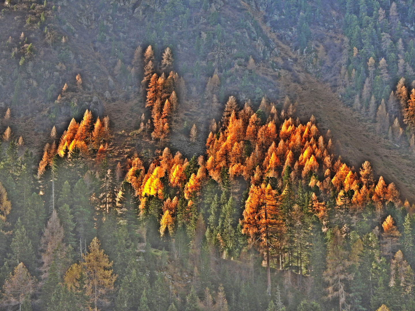 herbst im bergwald