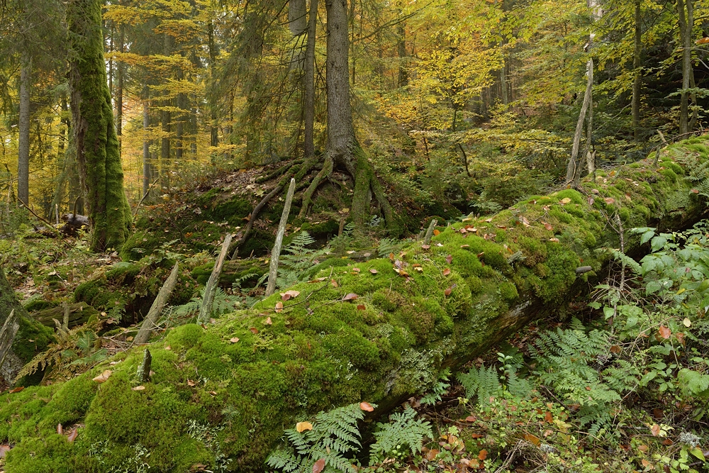 Herbst im Bergwald