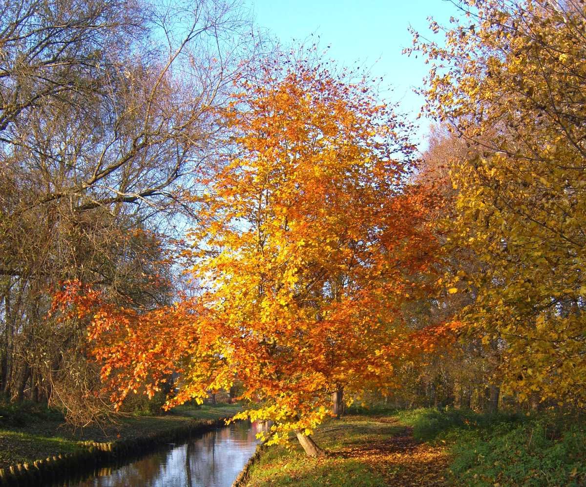 Herbst im Berliner Erpetal