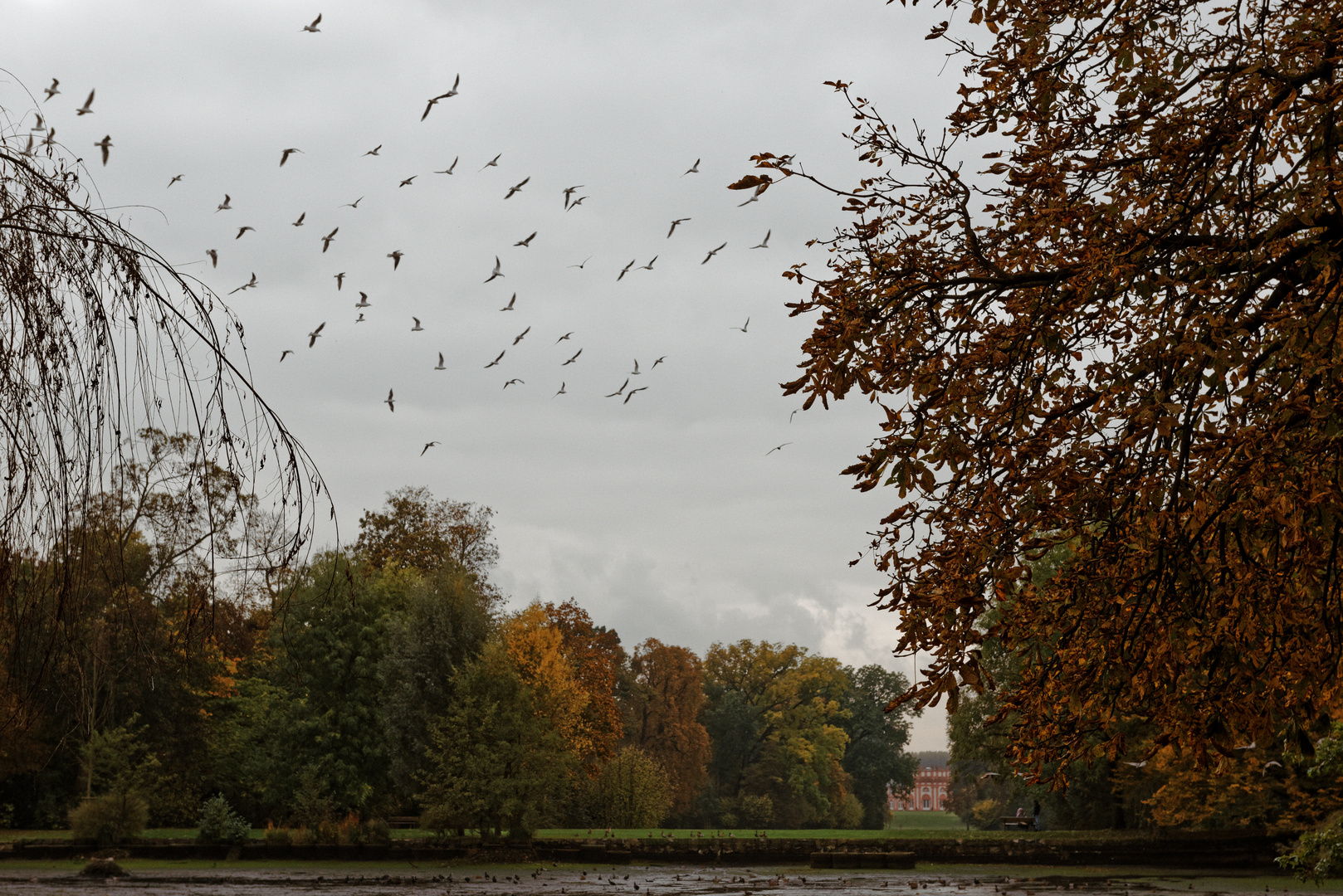 Herbst im Biebricher Schlosspark (1)