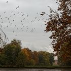 Herbst im Biebricher Schlosspark (1)