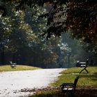 Herbst im Biebricher Schlosspark (2)