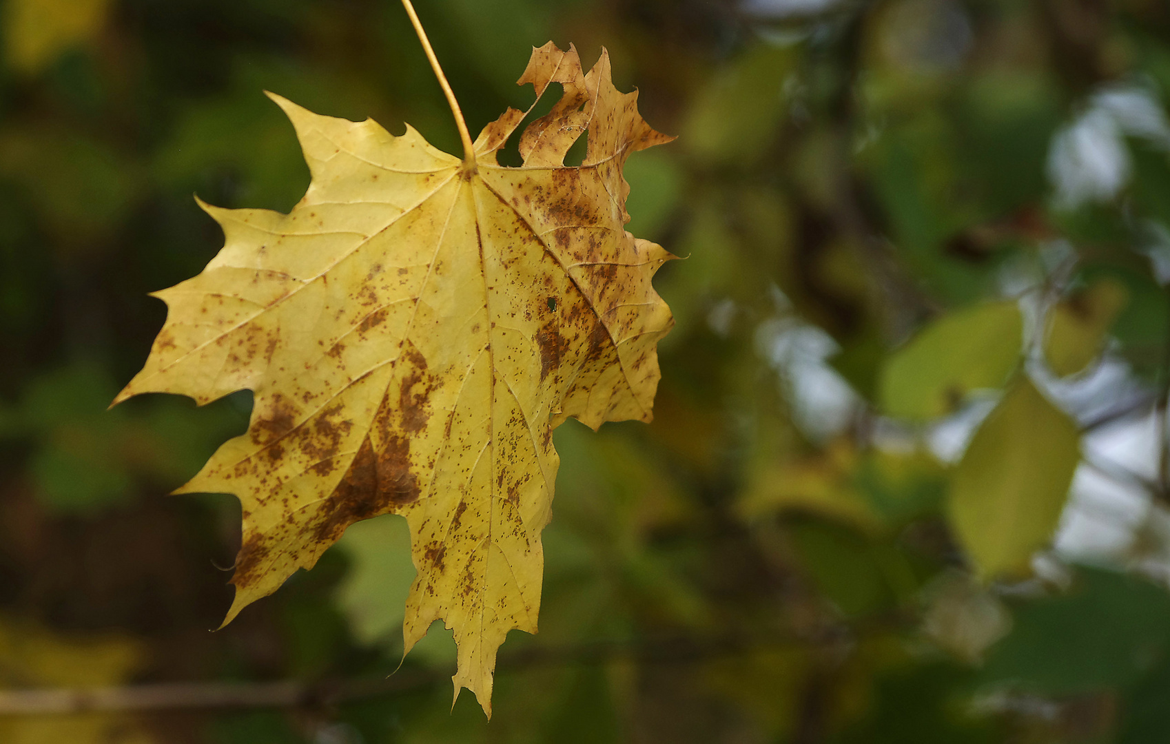 ...Herbst im Biotop