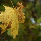 ...Herbst im Biotop