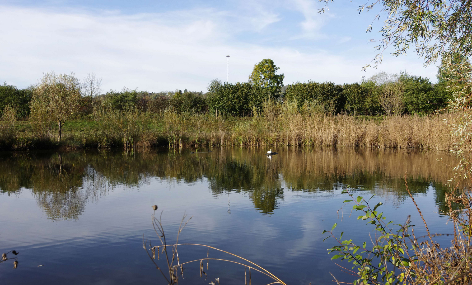 ...Herbst im Biotop