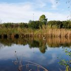 ...Herbst im Biotop