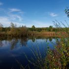 ...Herbst im Biotop