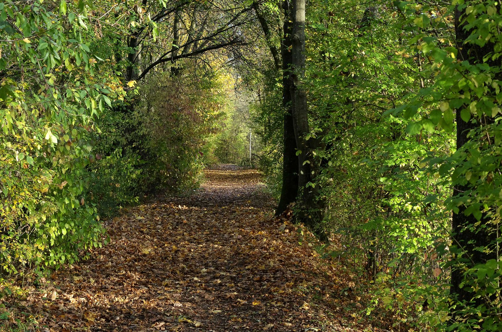 ...Herbst im Biotop