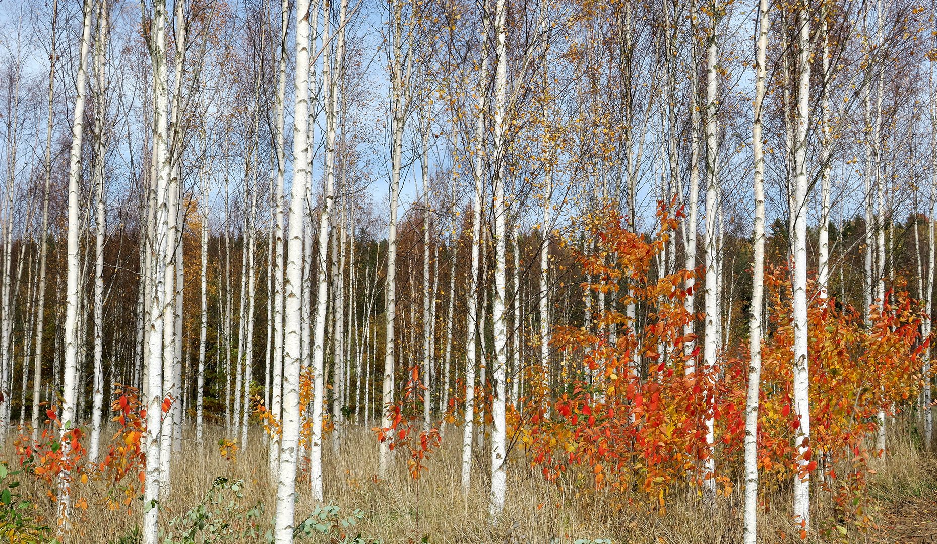 Herbst im Birkenhain...............