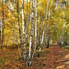 Herbst im Birkenhain.....