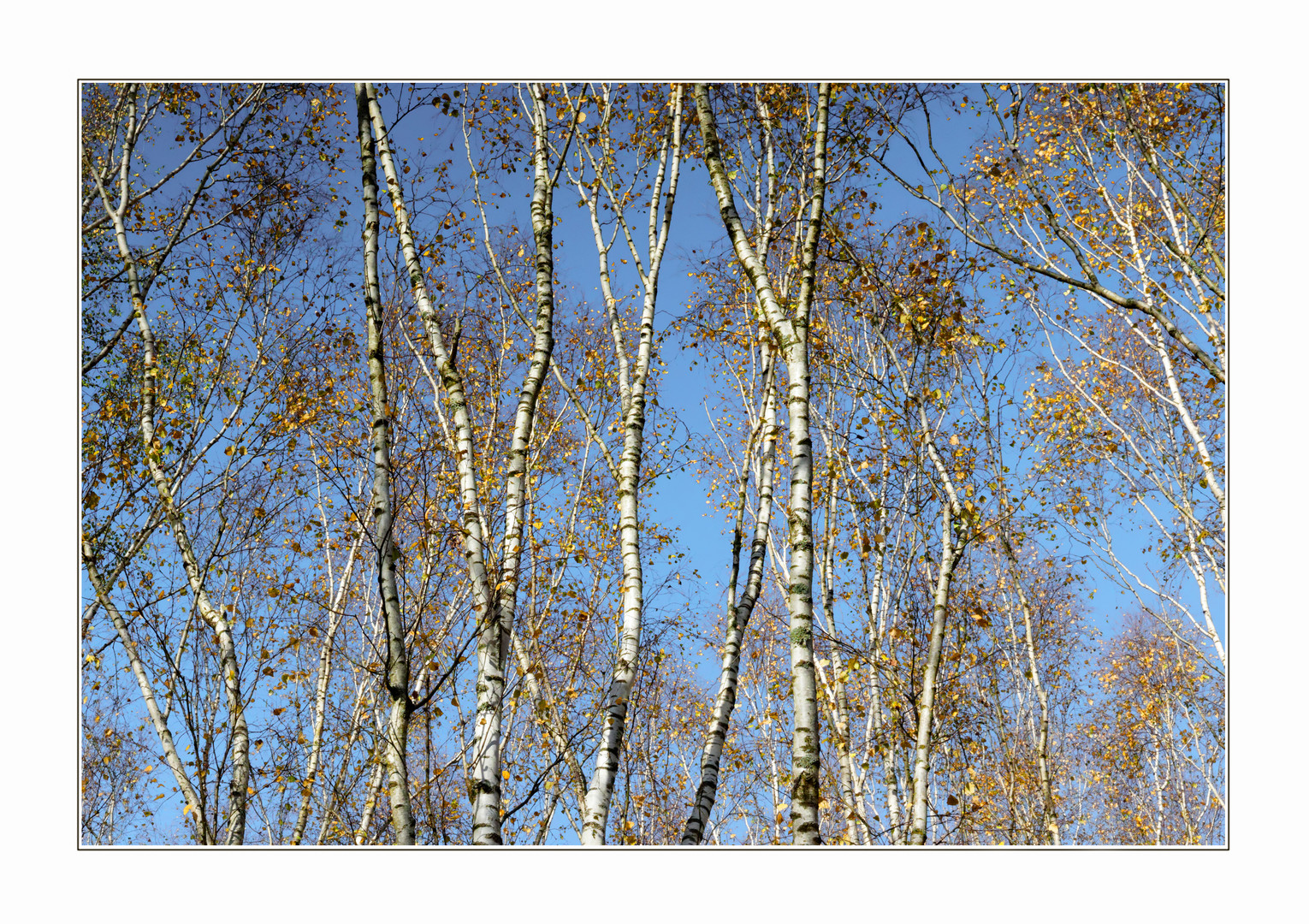 Herbst im Birkenwäldchen