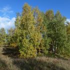 Herbst im Birkenwäldchen