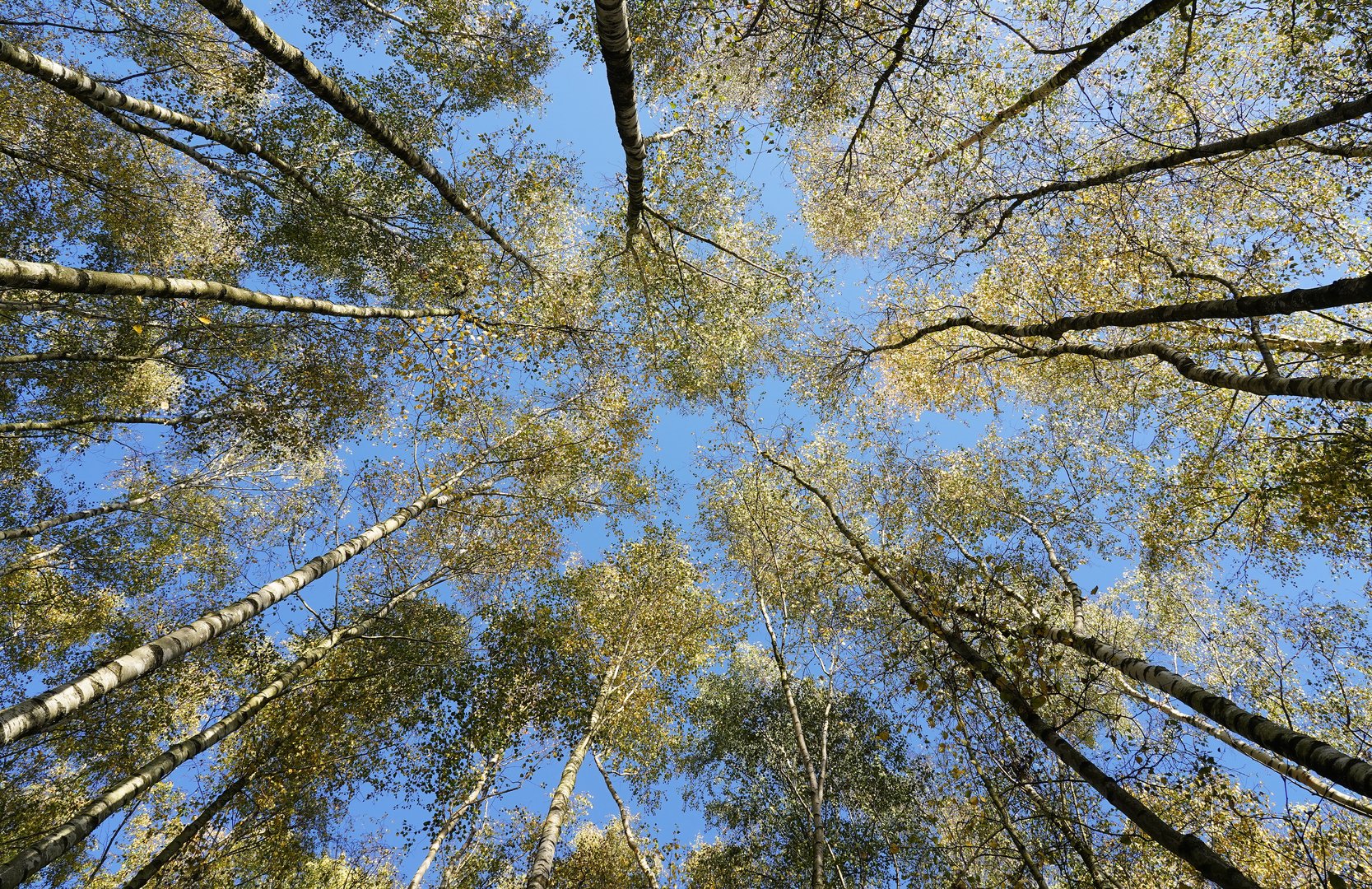 Herbst im Birkenwald