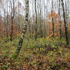 Herbst im Birkenwald