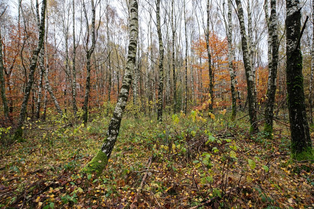 Herbst im Birkenwald