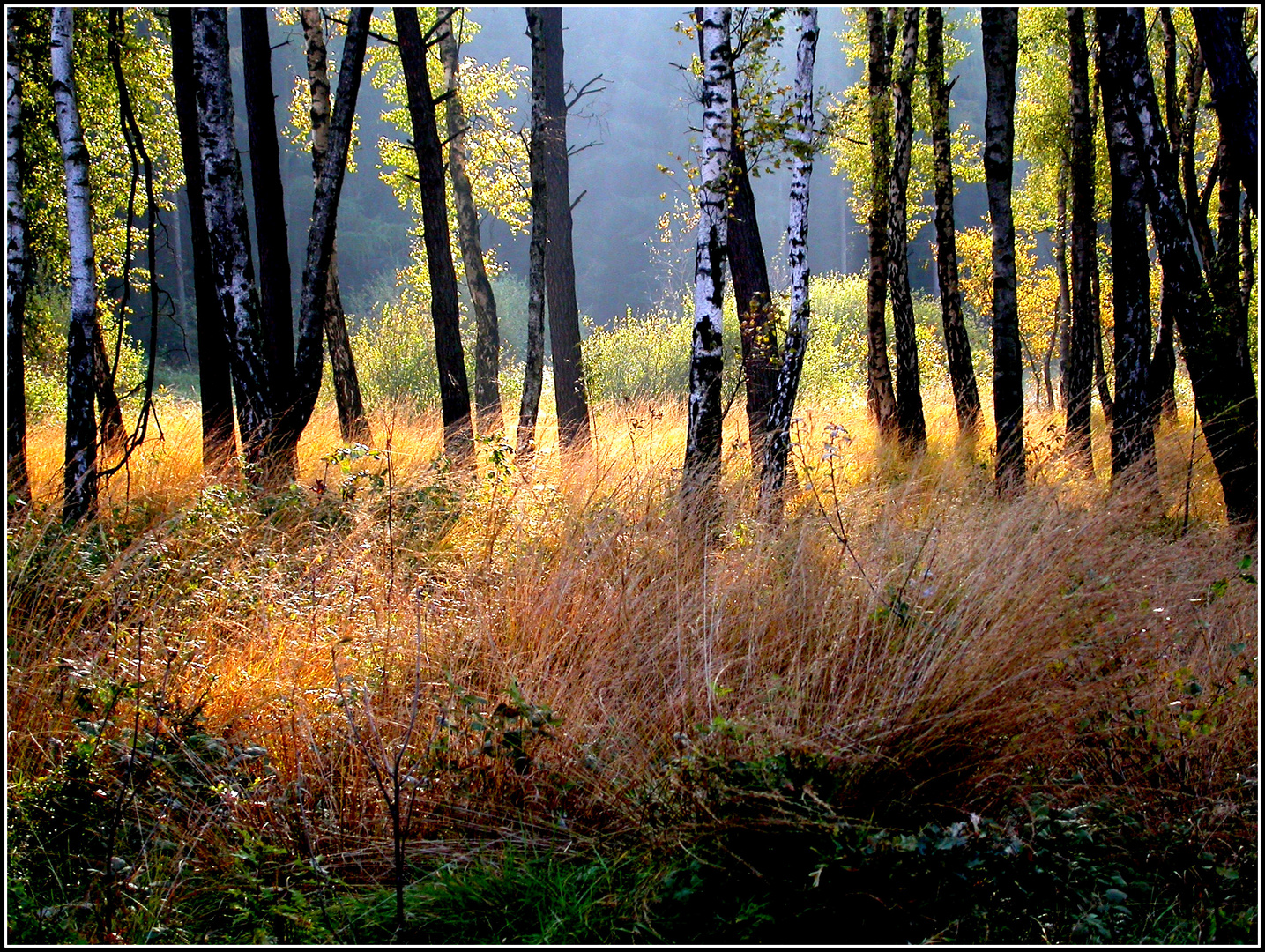 Herbst im Birkenwald