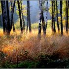 Herbst im Birkenwald