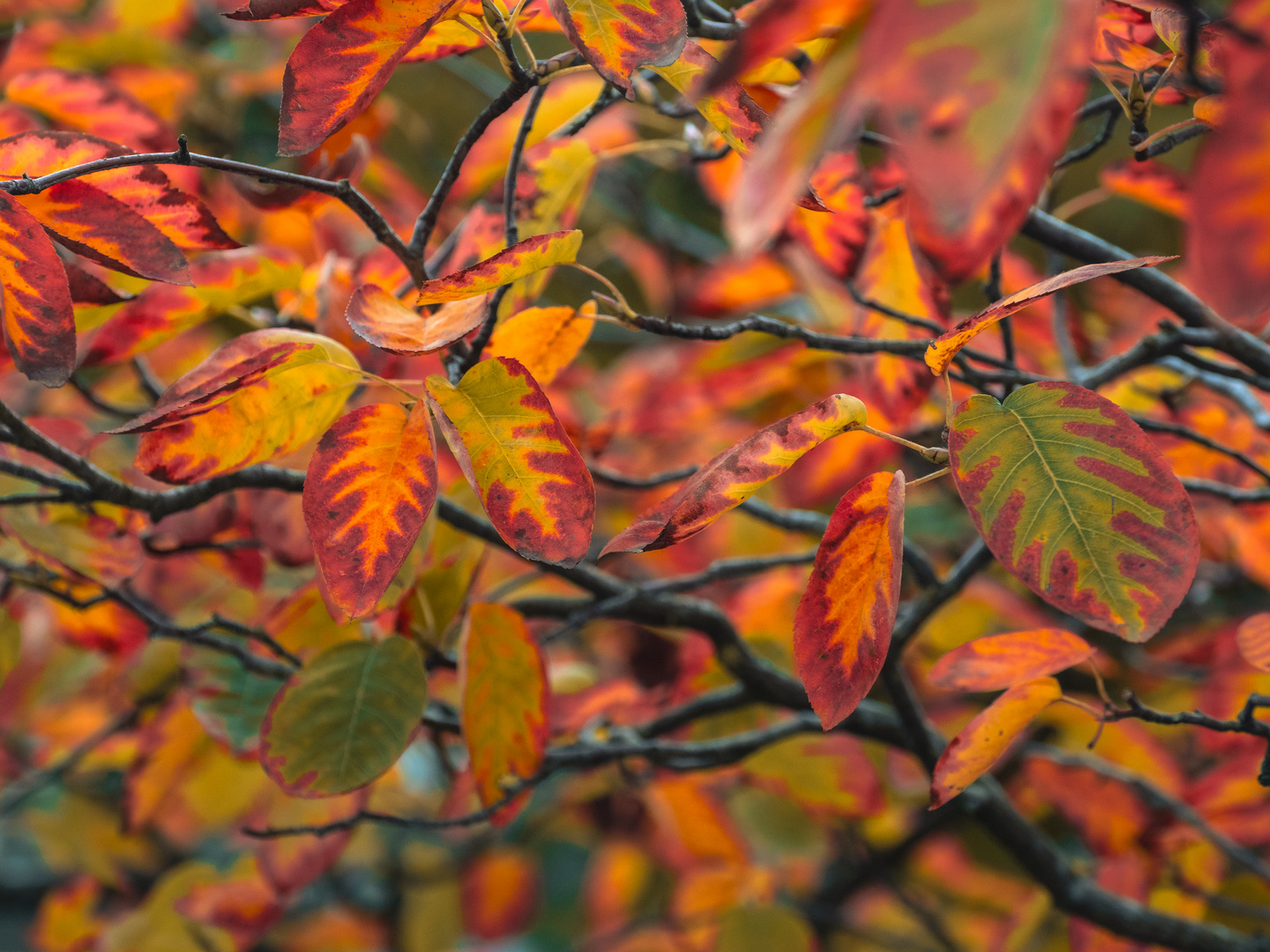 Herbst im Birnenwald