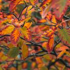 Herbst im Birnenwald