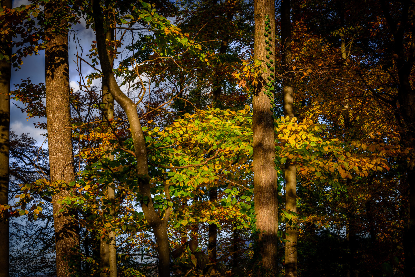 Herbst im Blätterwald