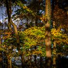 Herbst im Blätterwald