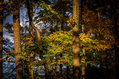 Herbst im Blätterwald