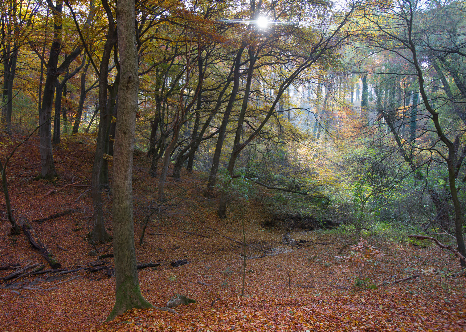 Herbst im Blomrather Wald