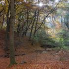 Herbst im Blomrather Wald