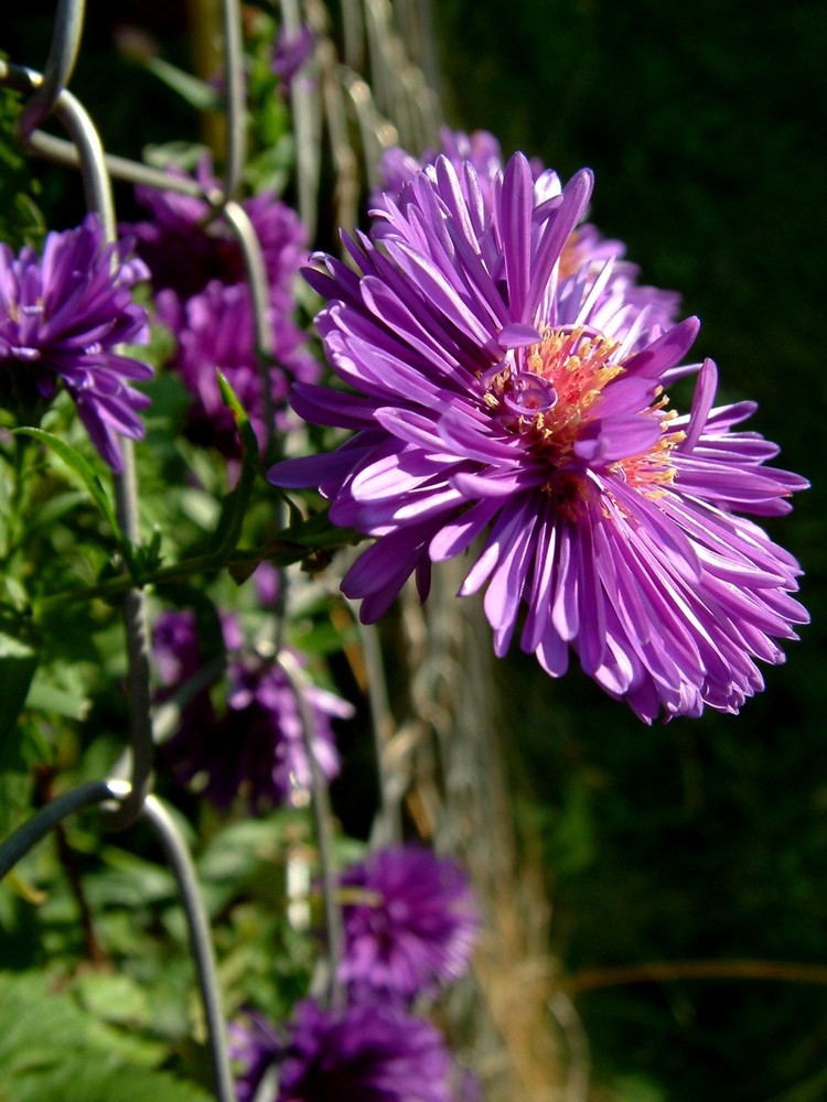 - Herbst im Blümchen-Knast -