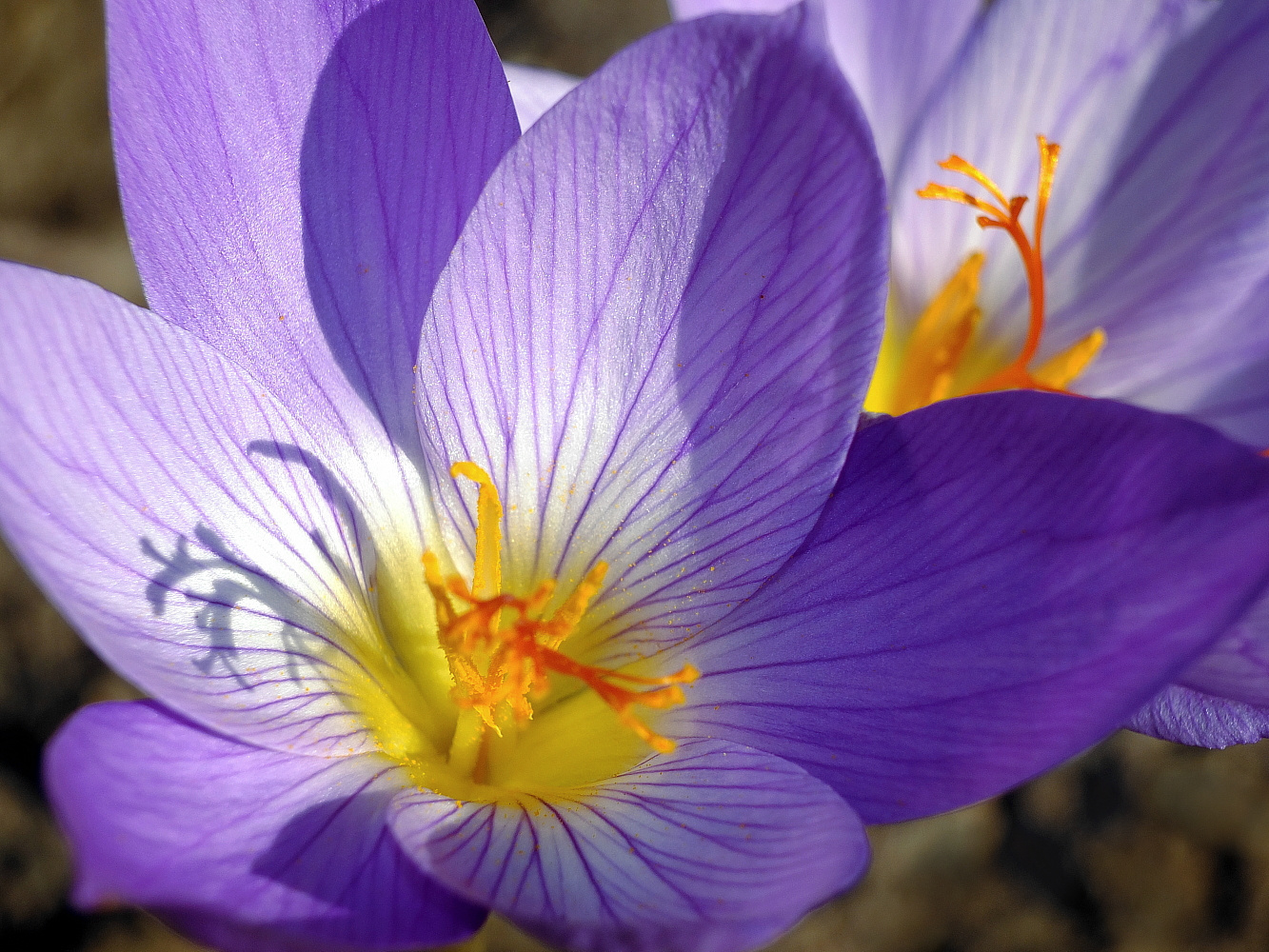 Herbst im Blumenbeet