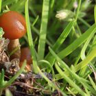 Herbst im Blumenkasten